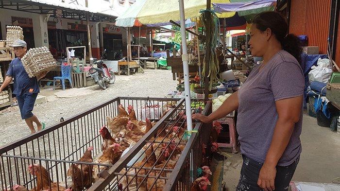 Pedagang di Bengkayang Ungkap Stok Ayam Putih Alami Penurunan ... Daun penggemuk ayam di Monterado, Bengkayang