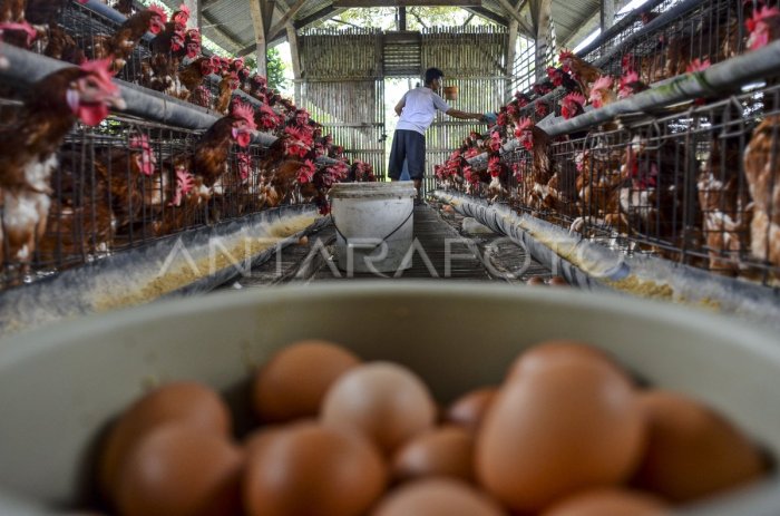 STABILKAN HARGA TELUR AYAM PETERNAK | ANTARA Foto Ternak ayam petelur di Gunung Terang, Tulang Bawang Barat