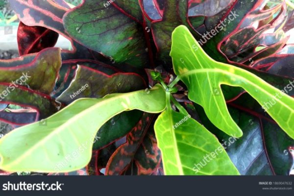 Daun penggemuk ayam di Sangatta Utara, Kutai Timur