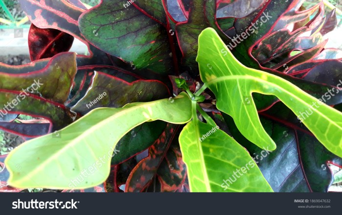 Daun penggemuk ayam di Sangatta Utara, Kutai Timur