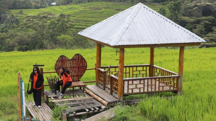 Kampung Galung, Wisata Sawah yang Eksotis di Sinjai Barat - Tribun ... Daun penggemuk ayam di Sinjai Barat, Sinjai