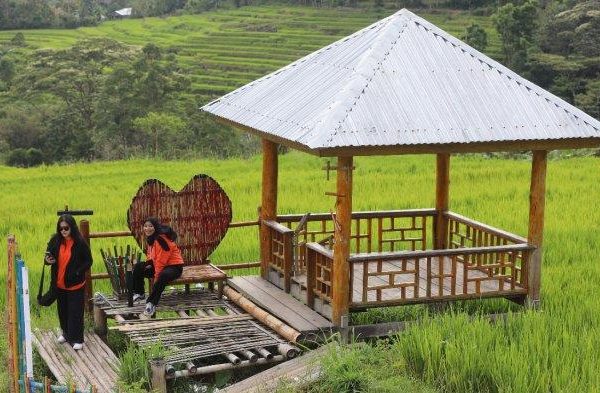 Daun penggemuk ayam di Sinjai Barat, Sinjai