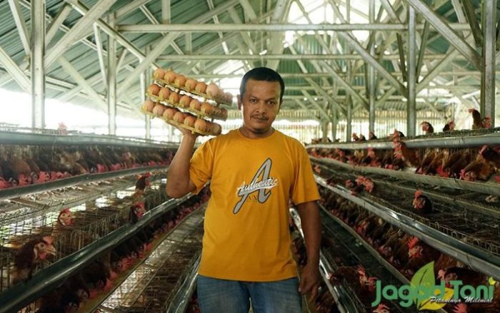Ayam Petelur Makin Menggiurkan – PakTaniKu Ayam Petelur Makin Menggiurkan – PakTaniKu