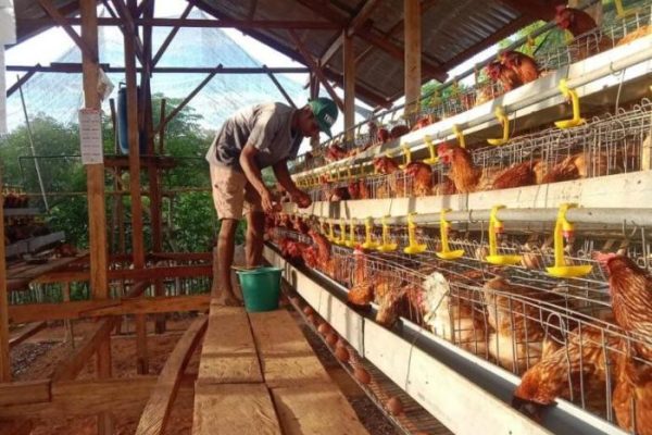 Ternak ayam petelur di Rindi, Sumba Timur