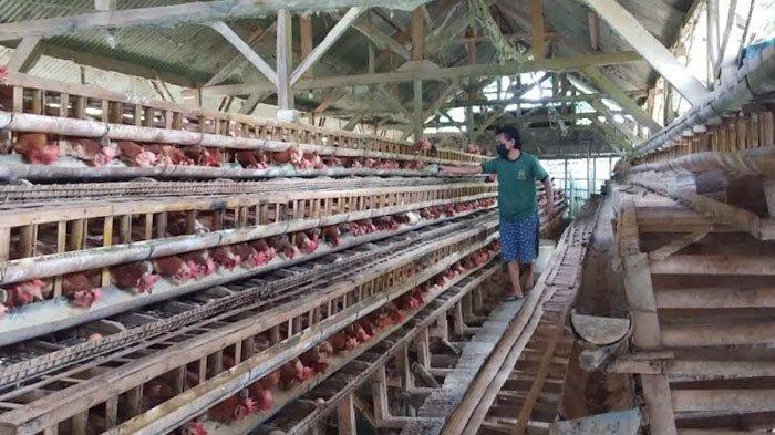 Budidaya ternak ayam di Pringsurat, Temanggung