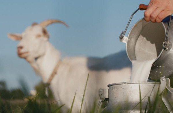 Susu kambing di Pati, Kabupaten Pati