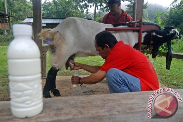 Susu kambing di Kaligesing, Purworejo