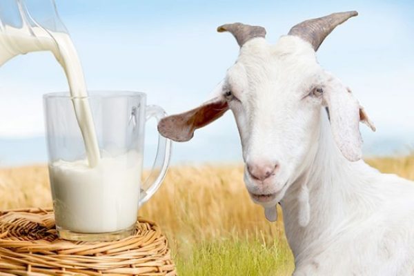 Susu kambing di Panti, Jember