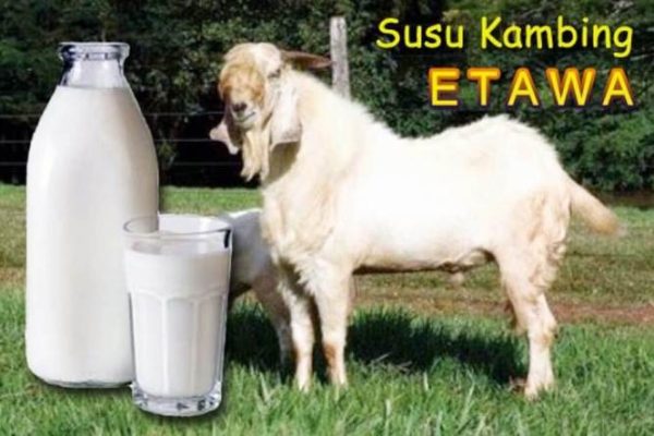 Susu kambing di Jambon, Ponorogo