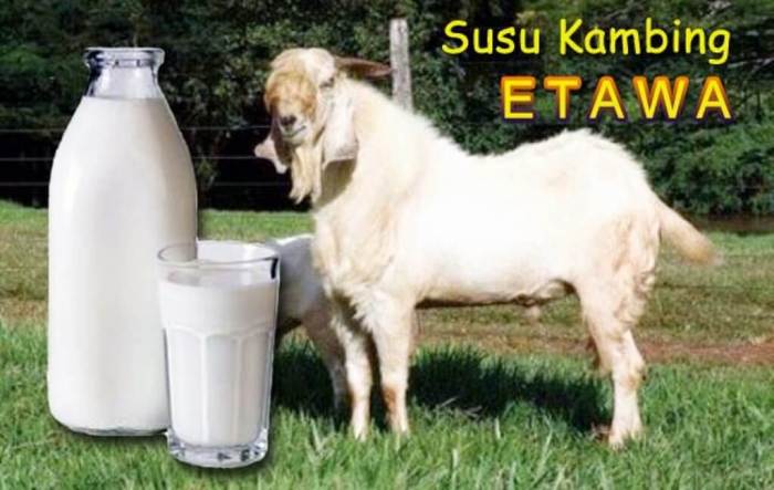 Susu kambing di Dayeuhluhur, Cilacap