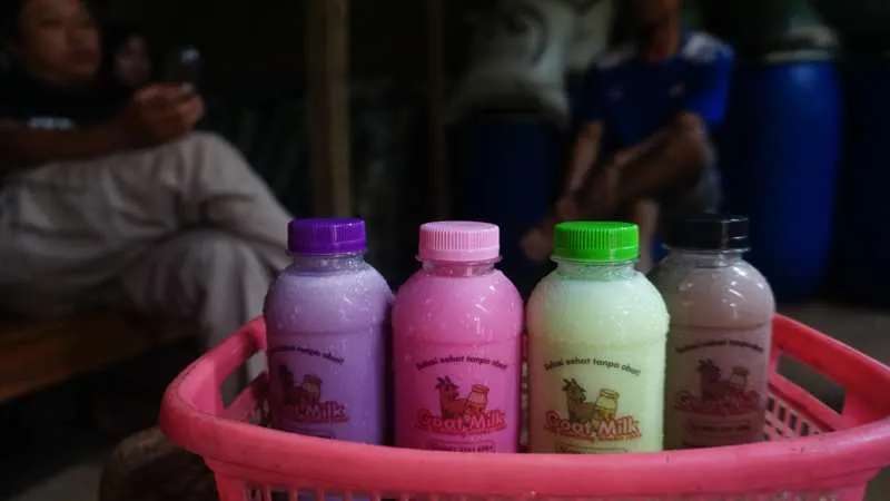 Susu kambing di Selogiri, Wonogiri