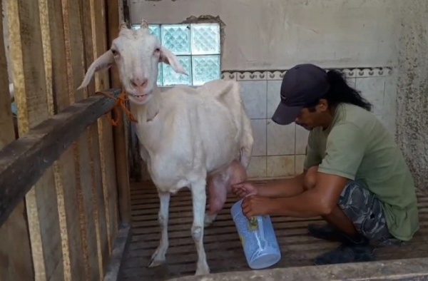 Susu kambing di Pakusari, Jember