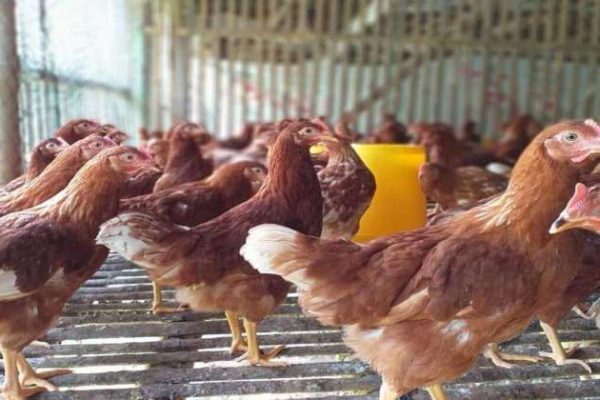 Ternak ayam petelur di Kesu, Toraja Utara