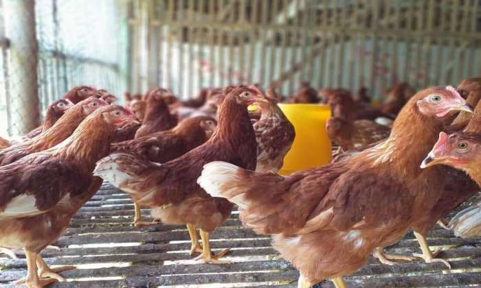 Panduan Lengkap Cara Beternak Ayam Petelur Untuk Pemula Ternak ayam petelur di Babul Rahmah, Aceh Tenggara