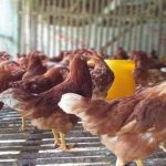 Panduan Lengkap Cara Beternak Ayam Petelur Untuk Pemula