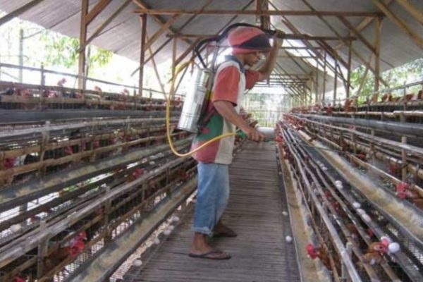 Jual Ayam DOC petelur untuk ternak di Seller Griya Poultry Shop - Kab ...