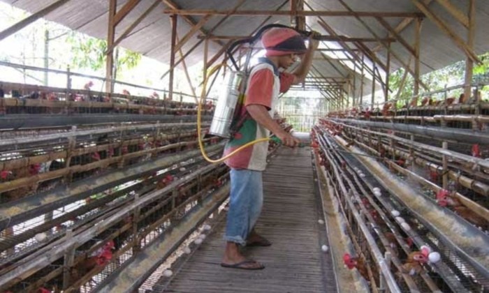 Cara Budidaya Ayam Petelur Untuk Pemula, Hasilkan Telur Berkualitas Cara Budidaya Ayam Petelur Untuk Pemula, Hasilkan Telur Berkualitas