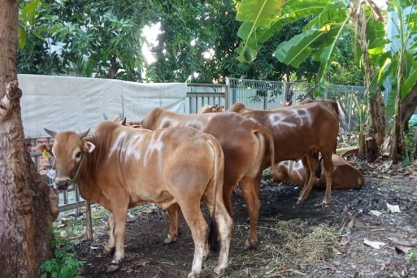 Daging kambing di Tambaksari, Surabaya