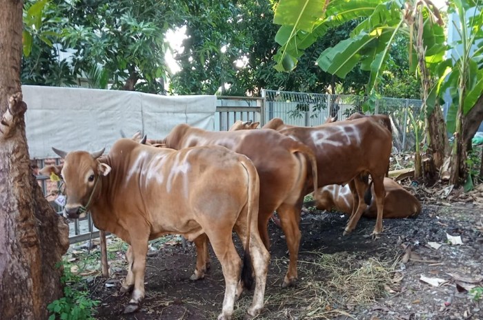 Daging kambing di Tambaksari, Surabaya