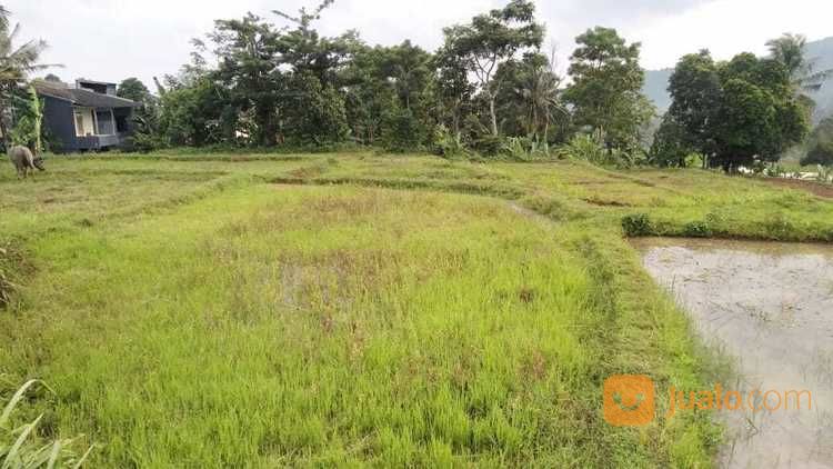 Tanah Sawah View Pegunungan Pulosari di Kab. Pandeglang, Banten | Jualo.com