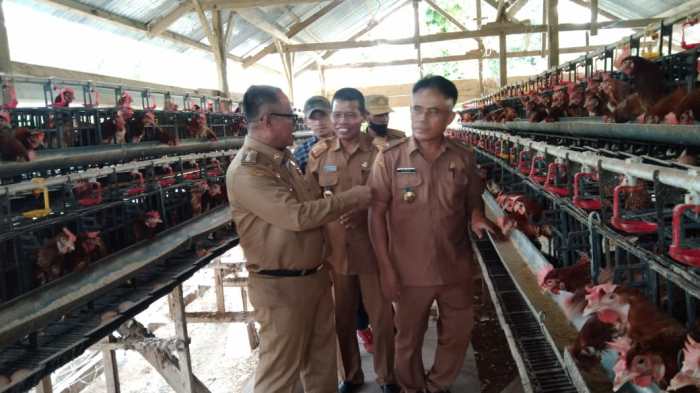 Tekan Inflasi, Pemkab Muna Barat Bakal Bantu Pengusaha Ayam Petelur ... Ternak ayam petelur di Tiworo Kepulauan, Muna Barat