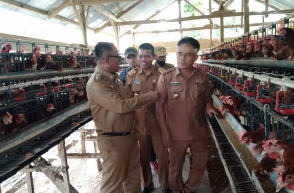 Ternak ayam petelur di Sawerigadi, Muna Barat