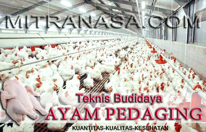 Budidaya Peternakan | Mitra Nasa Budidaya Peternakan | Mitra Nasa