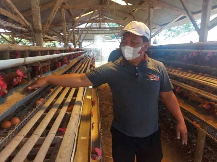 Dampak Covid-19, Peternak Ayam Petelur Kendal Setiap Hari Rugi Rp 16 ... Ayam ternak di Ngampel, Kendal