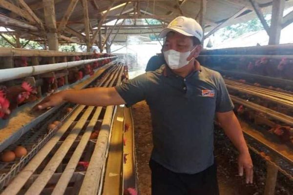 Peternakan ayam kampung di Kaliwungu, Kendal