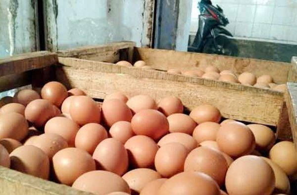 Ayam layer di Rimbo Ilir, Kabupaten Tebo