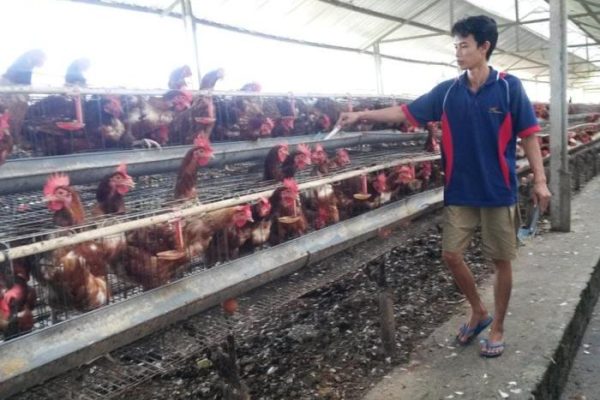Turun Drastis, Populasi Ternak Ayam Petelur di Tabanan | BALIPOST.com