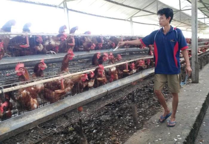 PETERNAKAN AYAM KAMPUNG PETELUR DI BOGOR | ANTARA Foto PETERNAKAN AYAM KAMPUNG PETELUR DI BOGOR | ANTARA Foto