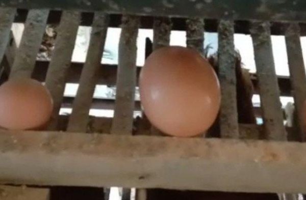 Ayam afkir di Taraju, Tasikmalaya