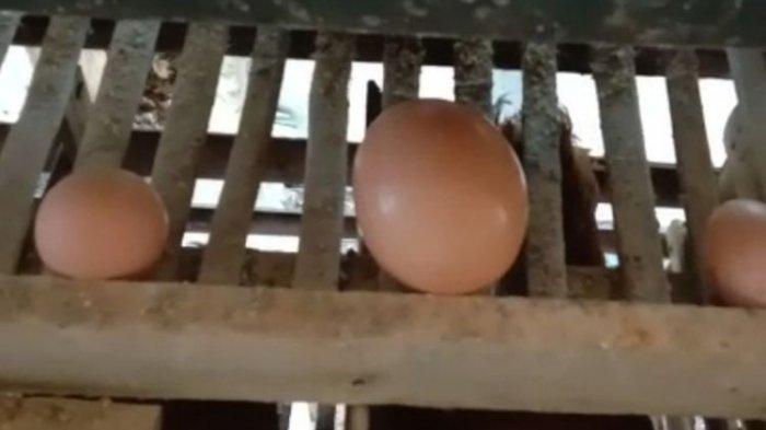 VIDEO: Tingginya Harga Daging Ayam Buat Pedagang di Tasikmalaya ... Ayam afkir di Taraju, Tasikmalaya