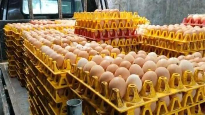 Cara Ternak Ayam Kampung agar Cepat Panen | PPG Cara Ternak Ayam Kampung agar Cepat Panen | PPG