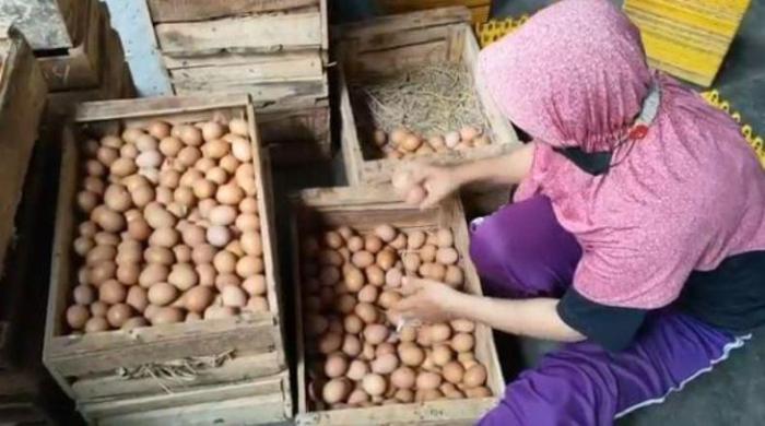 Teknik Budidaya Ternak Ayam Kampung Dengan Produk Nasa | AGEN PRODUK ... Teknik Budidaya Ternak Ayam Kampung Dengan Produk Nasa | AGEN PRODUK ...