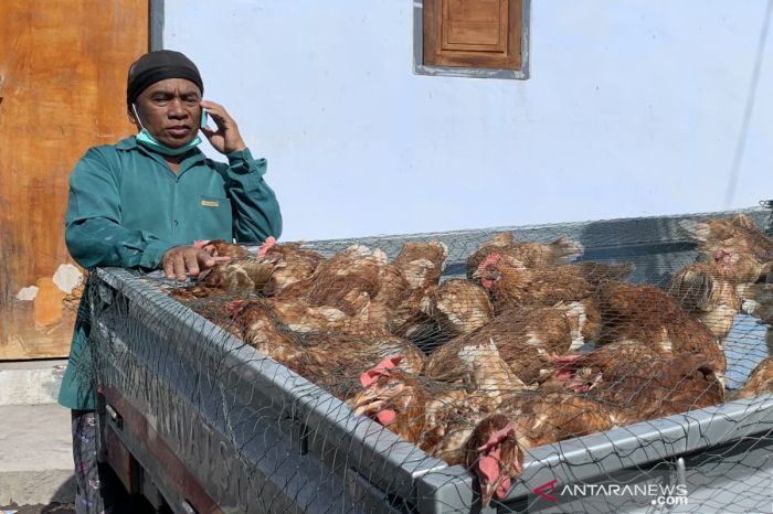 Tabel Kebutuhan Pakan Ayam Petelur Perhari - Beternak Ayam Ayam petelur jantan di Sungai Pagu, Kabupaten Solok Selatan