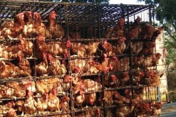 Dimana Tempat Jual Ayam Petelur Terbaik dan Terlengkap - Aplikasi ...