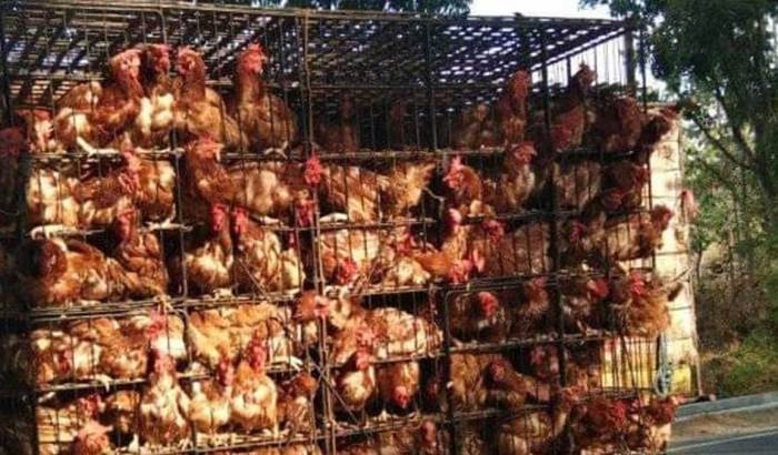 Foto Stabilitas Harga Ayam dan Telur, 20 Ribu Ton Jagung Pakan Impor ... Ayam petelur jantan di Koto Besar, Kabupaten Dharmasraya