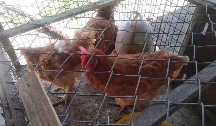 Ternak ayam petelur di Kelubagolit, Flores Timur