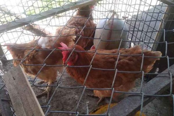 Ternak ayam petelur di Kwamki Narama, Kab. Mimika