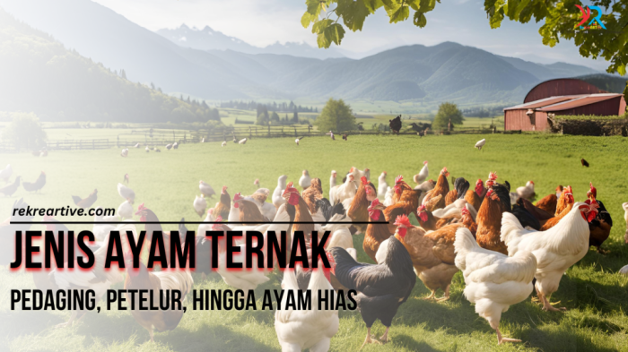 Jenis Ayam Ternak : Pedaging, Petelur, hingga Ayam Hias - rekreartive Ayam Ternak di Karas, Magetan
