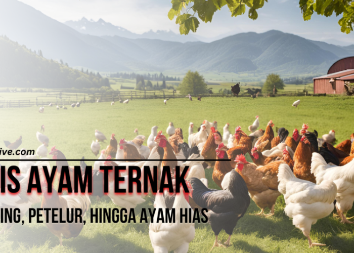 Budidaya ternak ayam kampung - Blog yang mengulas cara budidaya hewan ...