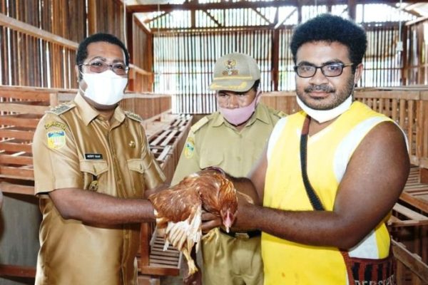 Ternak ayam petelur di Swandiwe, Kab. Biak Numfor