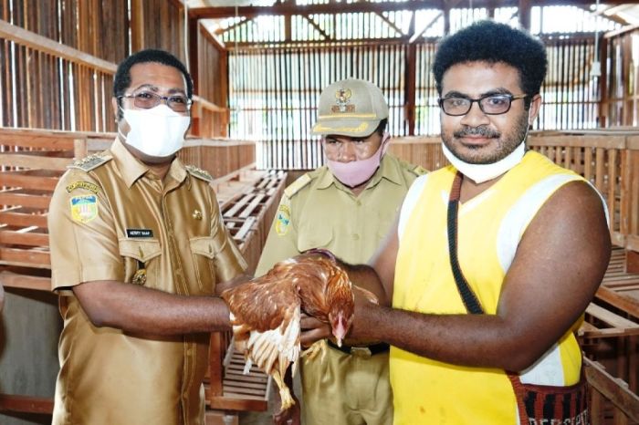 Pemkab Biak salurkan 400 ekor ayam petelur ke peternak OAP - ANTARA ... Ternak ayam petelur di Poiru, Kab. Biak Numfor