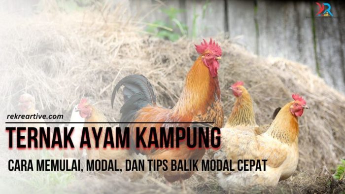 Ternak Ayam Kampung di Trumon Timur, Aceh Selatan