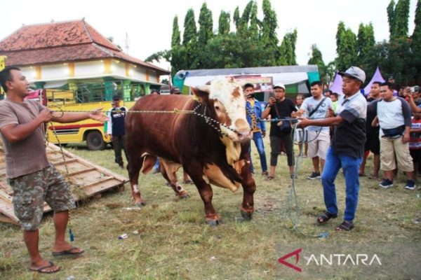 Daging kambing di Panji, Situbondo