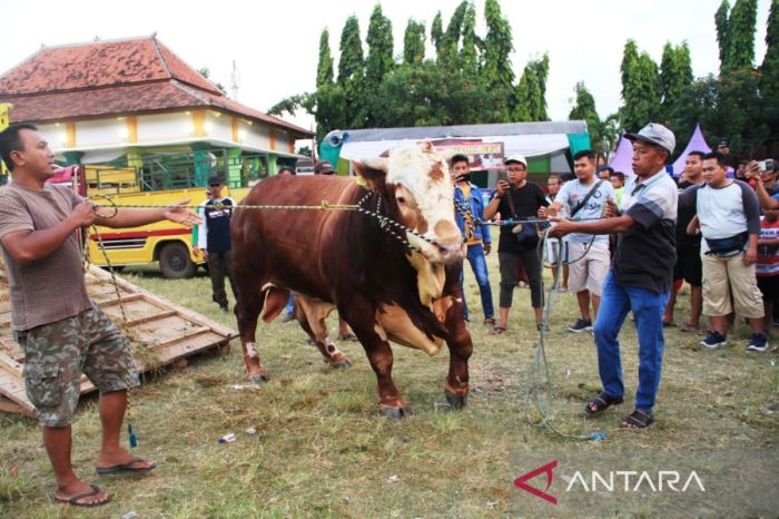 Daging kambing di Panji, Situbondo