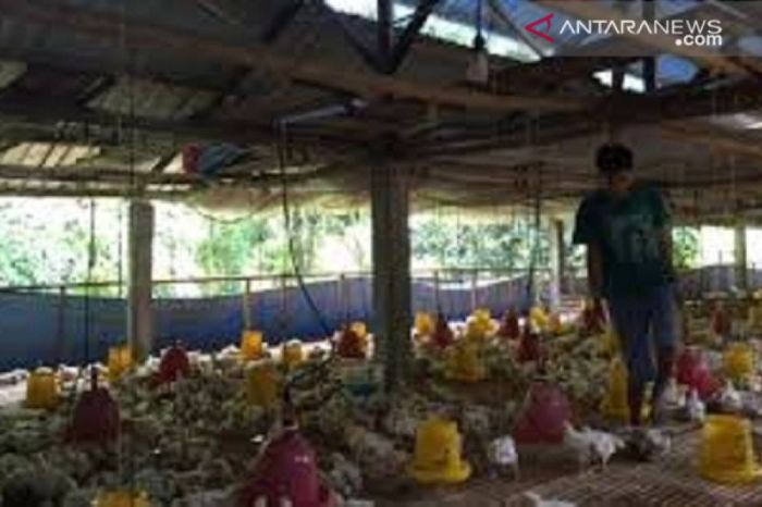 Ayam Ternak di Pohjentrek, Pasuruan
