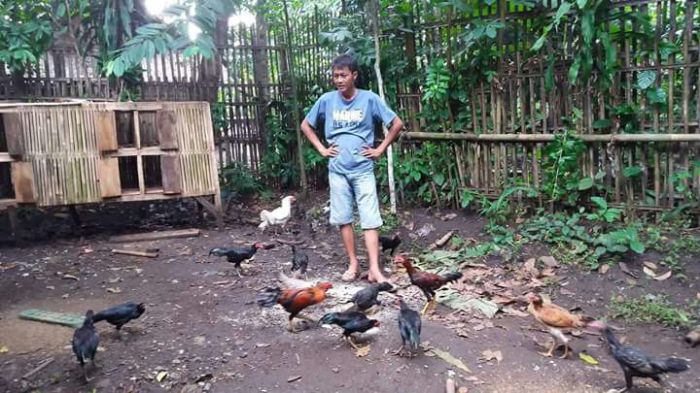 Budidaya ternak ayam di Pekuncen, Banyumas